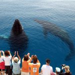 Удивительная встреча с китами: незабываемый опыт близкого общения с могучими морскими созданиями