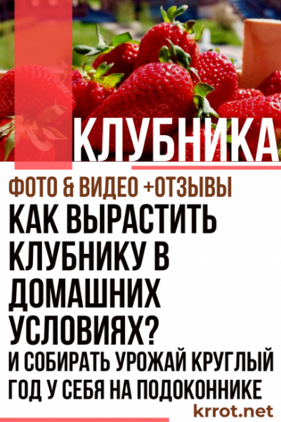 Клубника: в открытом грунте и в теплице — выбираем для себя подходящий способ выращивания