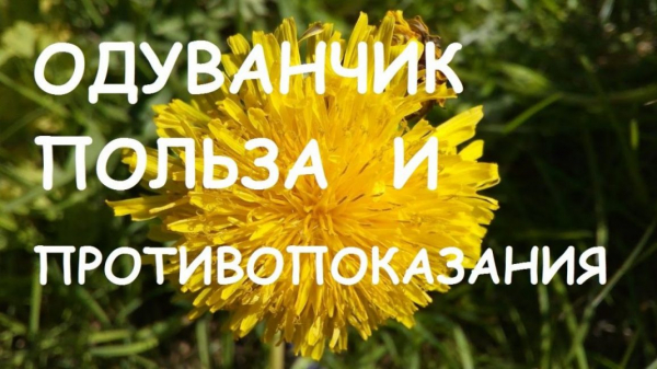 Одуванчик — солнечный цветок. Лечебные свойства и противопоказания для женщин и мужчин. Рецепты с применением одуванчика (Фото & Видео) +Отзывы